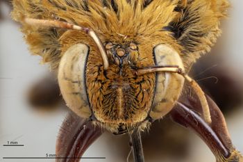 Media type: image;   Entomology 810837 Aspect: head frontal view